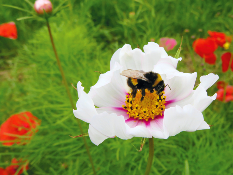 Onze-Boerderij-wilde-bloemen-bijen