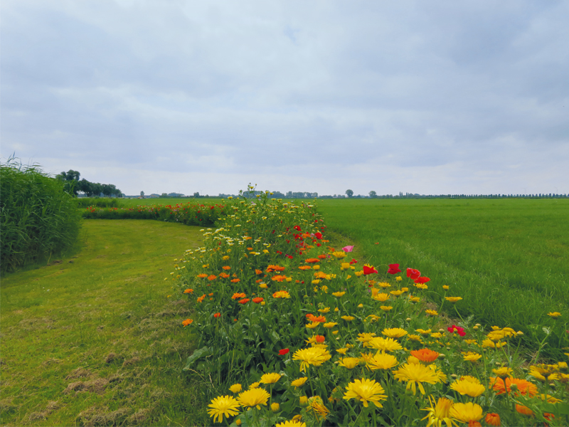 Onze-Boerderij-wilde-bloemen